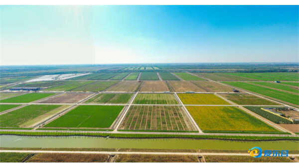 黃三角農高區：鹽堿地綜合利用的天然試驗場